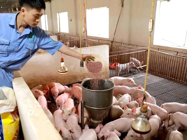 chăn nuôi gia súc 1
