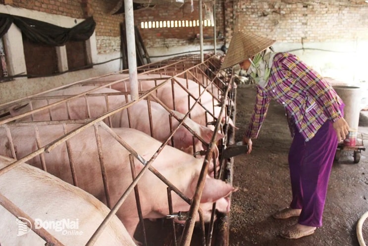 chăn nuôi gia súc 2