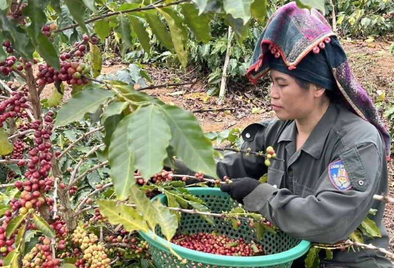 sản xuất cà phê 1