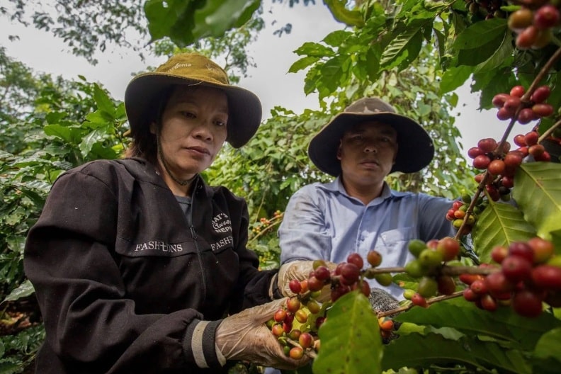 sản xuất cà phê 2