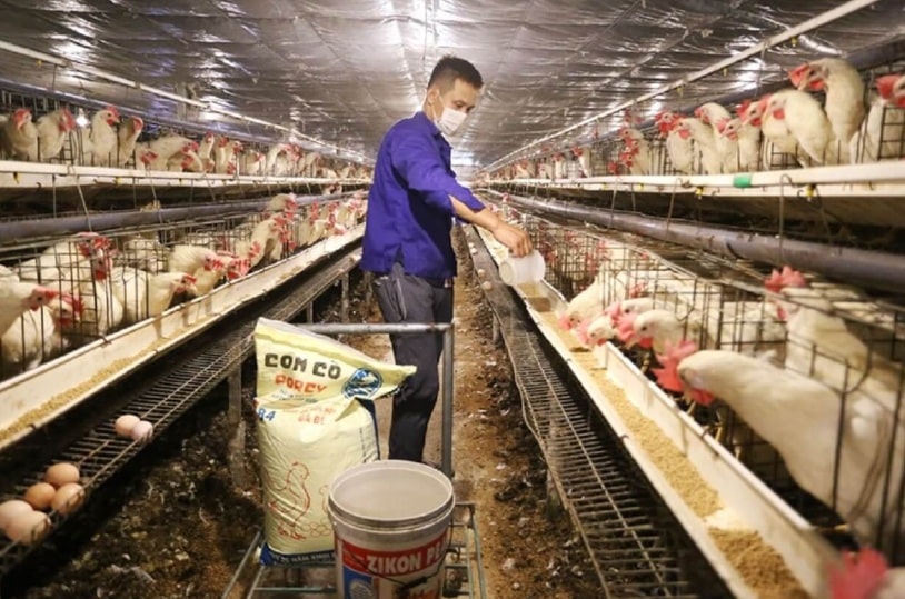 chăn nuôi gia súc 1
