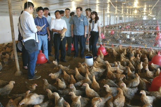 chăn nuôi gia cầm 2